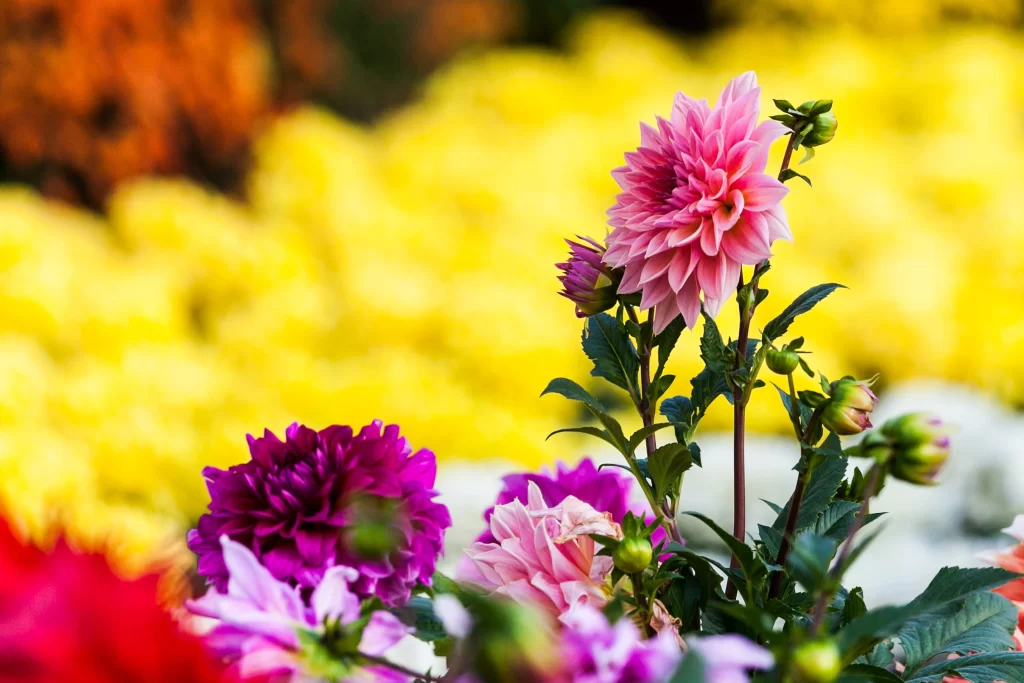 Pink Chrysanthemum Bloom Petals warm Garden