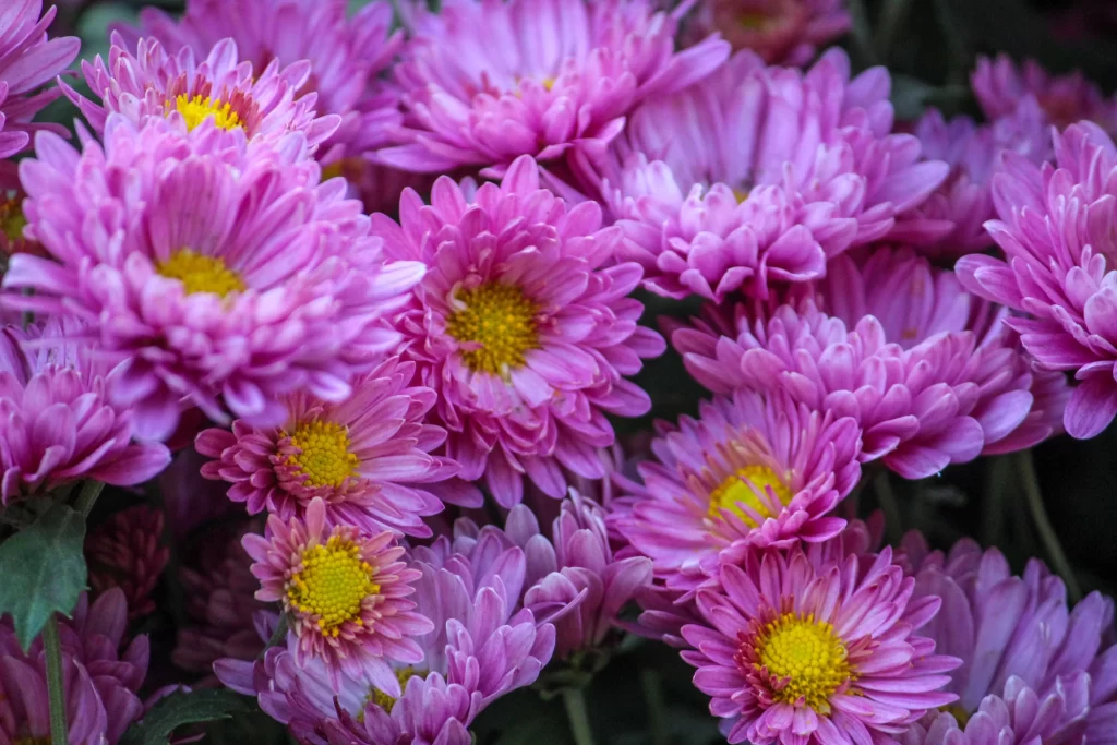 Pink Chrysanthemum Bloom Petals Yellow warm Center