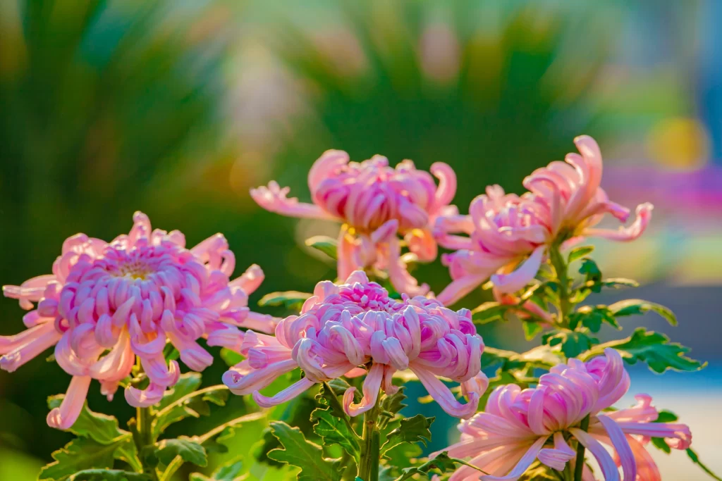 Pink Chrysanthemum Bloom Petals Curved Sunlight