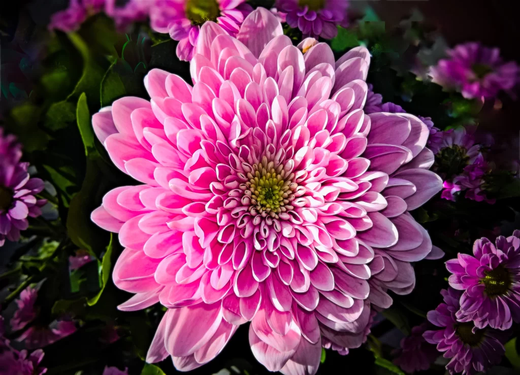 Pink Chrysanthemum Bloom Petals Dark warm Background