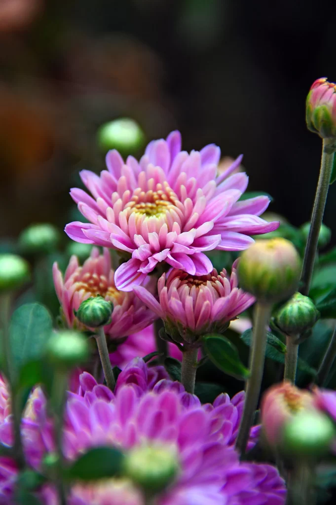 Pink Chrysanthemum Bloom Petals gray Garden