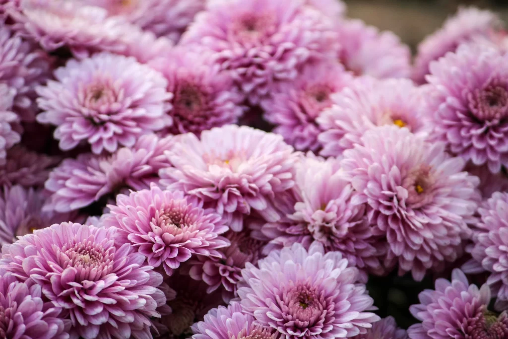 Pink Chrysanthemum Bloom Petals Layered warm Dense