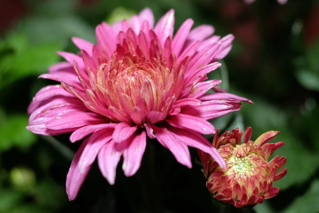 Pink Chrysanthemum Bloom Petals warm Garden