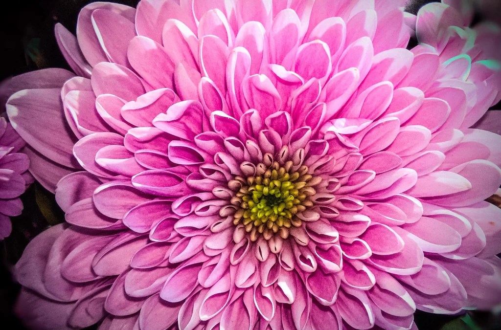 Pink Chrysanthemum Bloom Petals Center Yellow