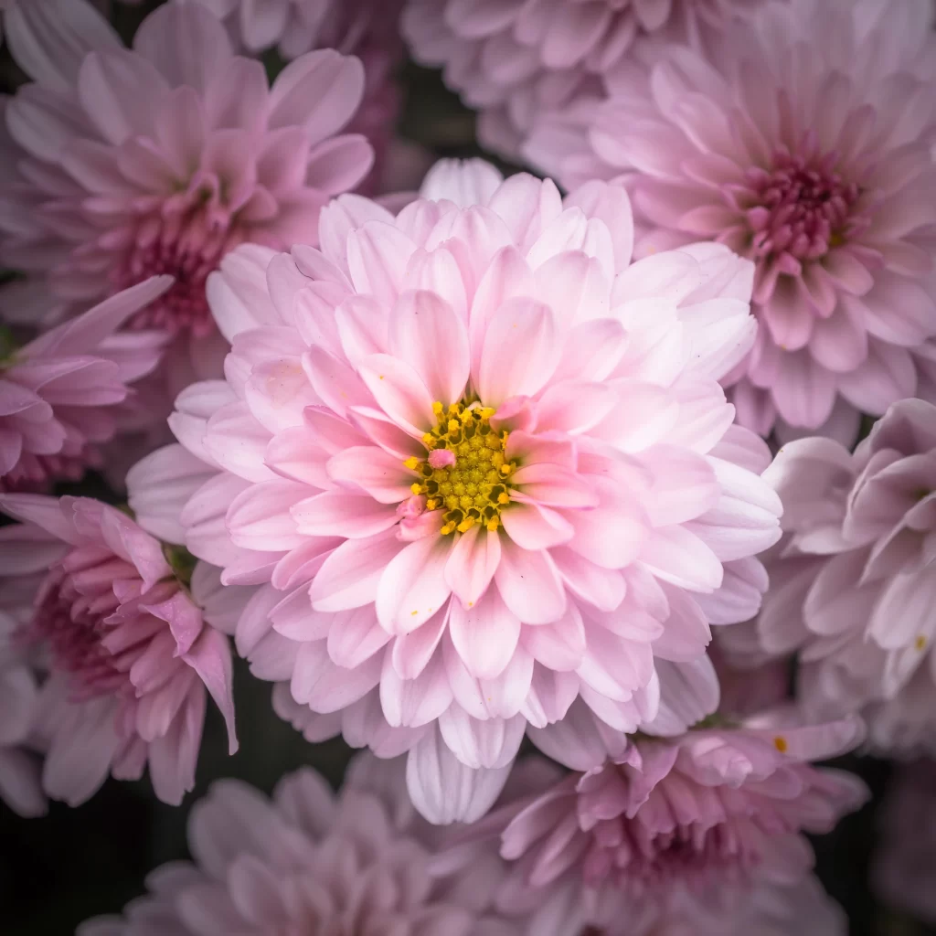 Pink Chrysanthemum Bloom Petals Yellow warm Center