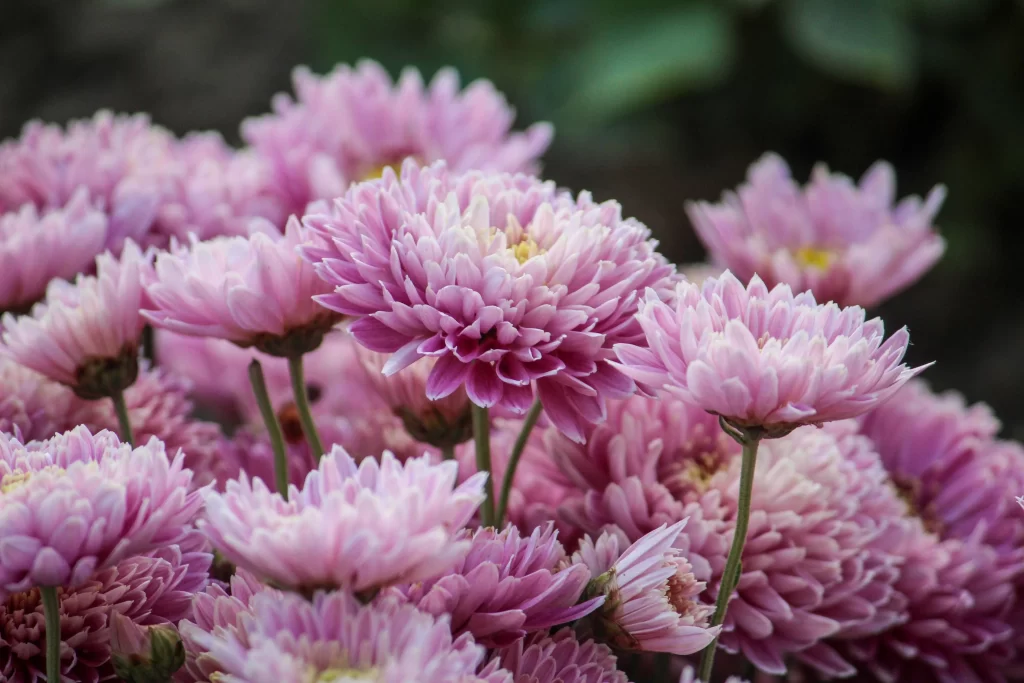 Pink Chrysanthemum Bloom Petals Layered warm Dense