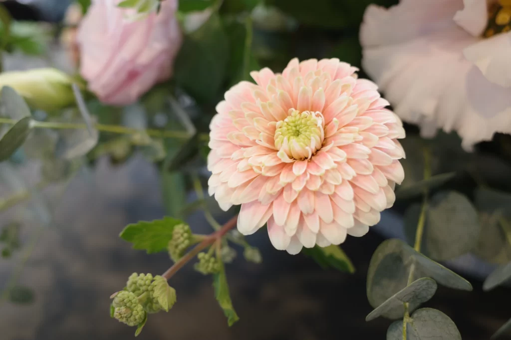 Pink Chrysanthemum Bloom Petals Green Leaves
