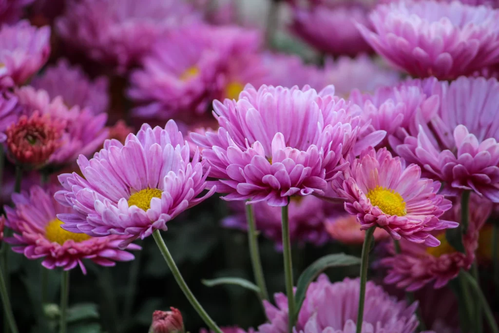 Pink Chrysanthemum Bloom Petals Yellow warm Center
