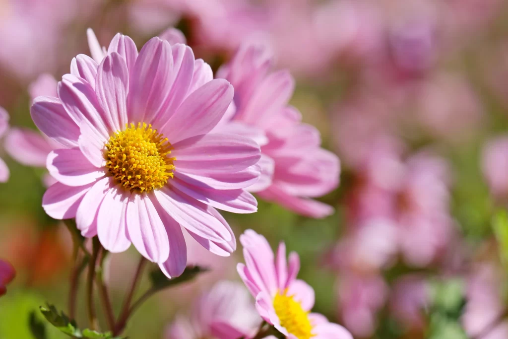 Pink Chrysanthemum Bloom Petals Yellow warm Center
