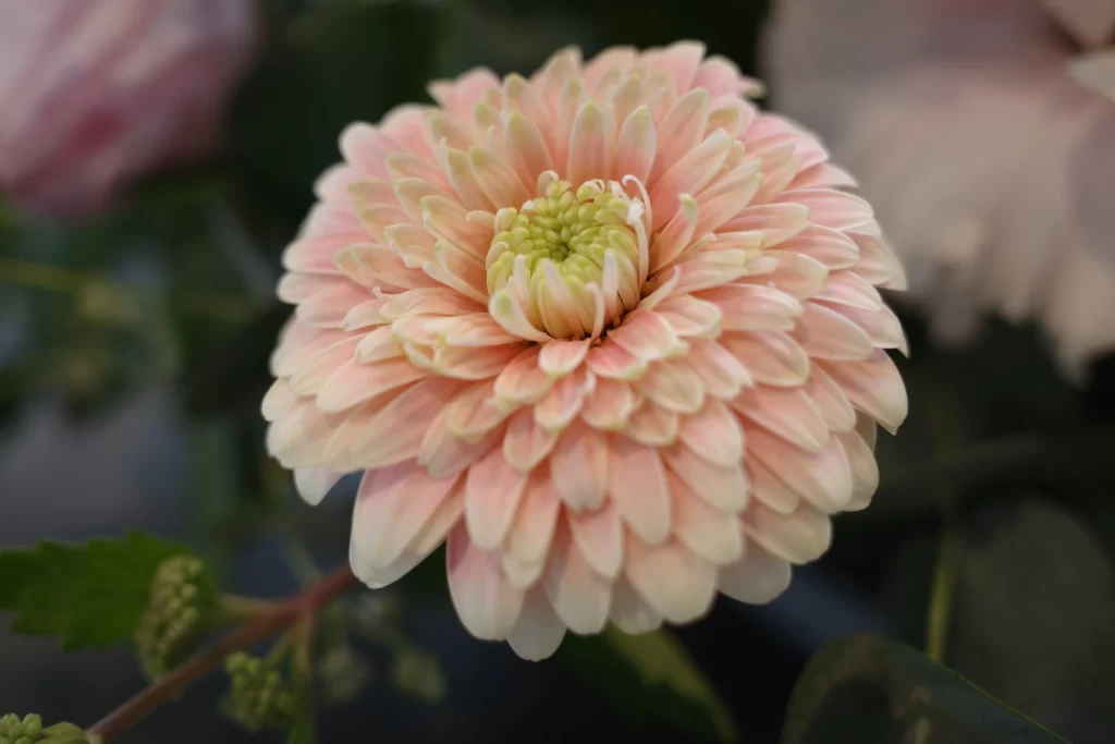 Pink Chrysanthemum Bloom Petals Layered gray Center