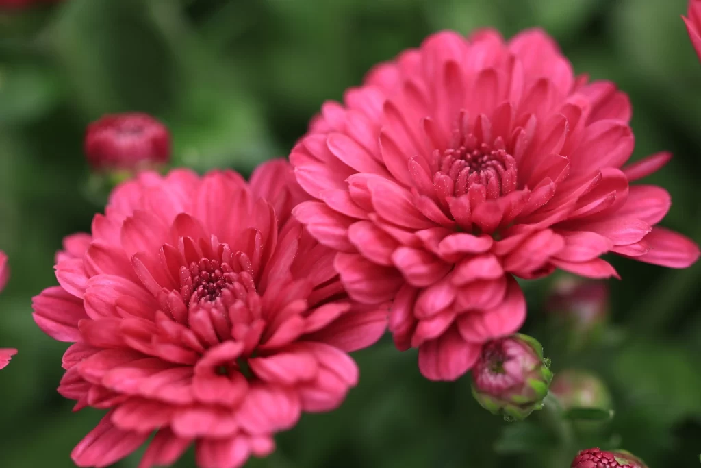Pink Chrysanthemum Bloom Petals Layered warm Dense