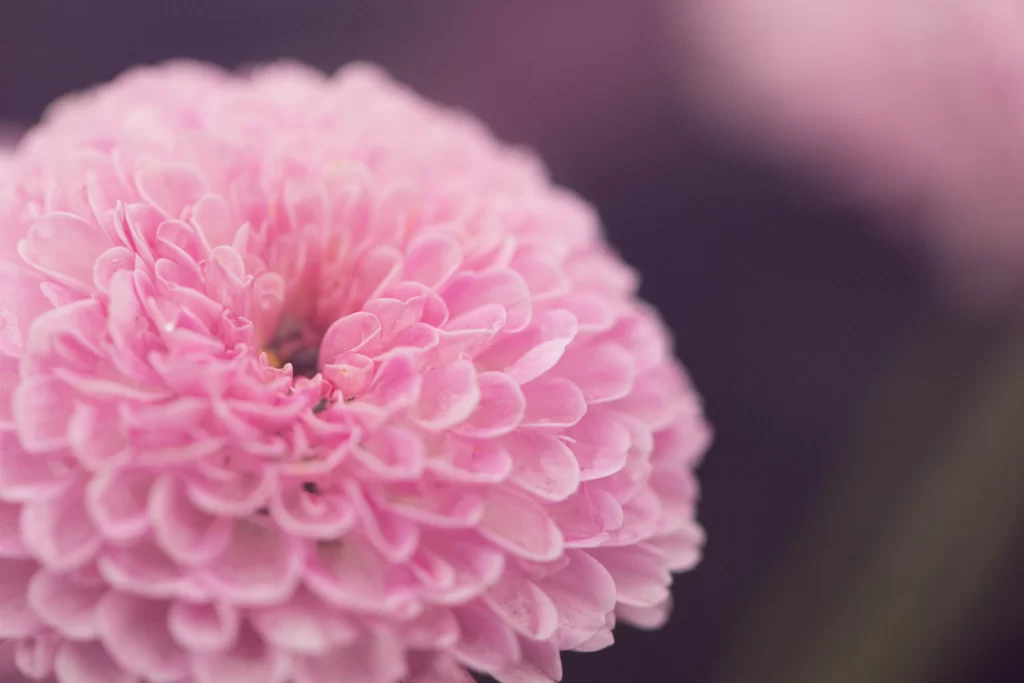 Pink Chrysanthemum Bloom Petals Soft warm Focus