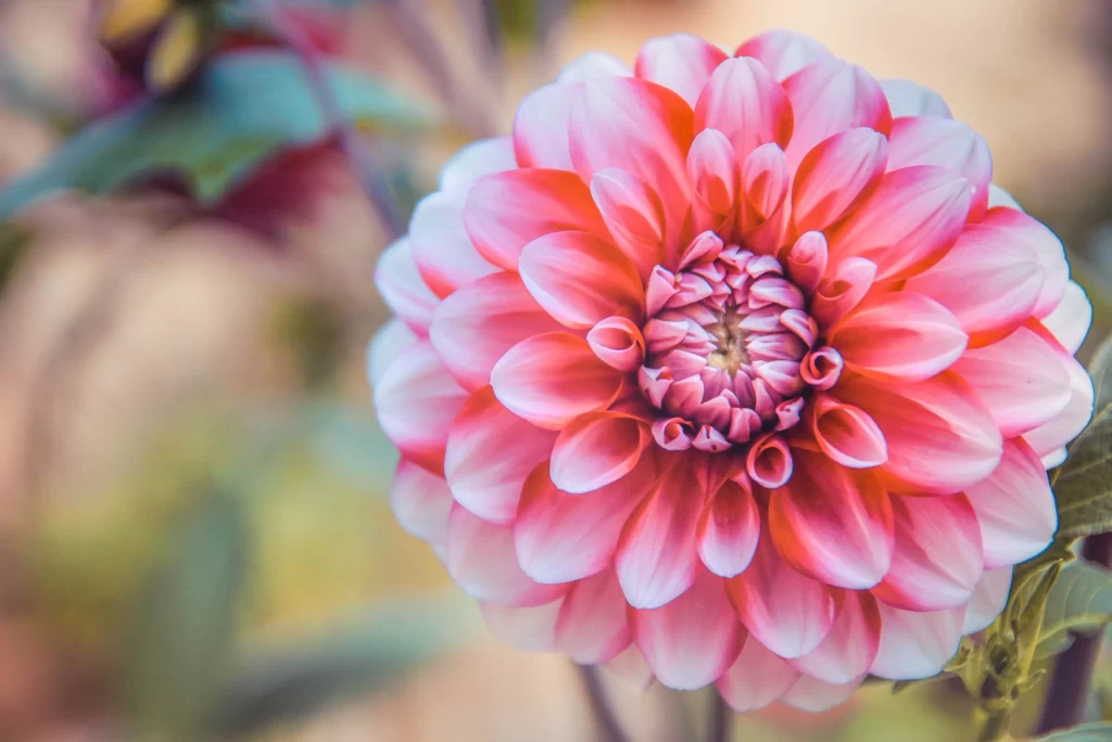 Pink Chrysanthemum Bloom Petals warm Garden