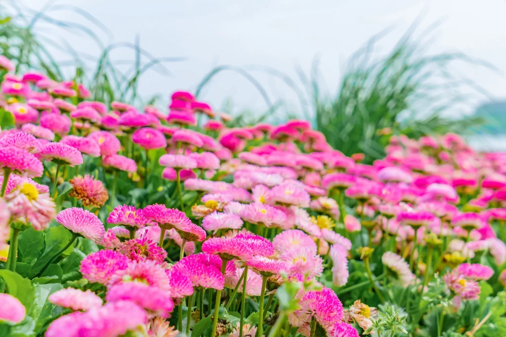 Pink Chrysanthemum Bloom Petals gray Garden