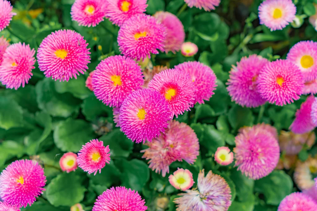Pink Chrysanthemum Bloom Petals Yellow Center Green warm Leaves