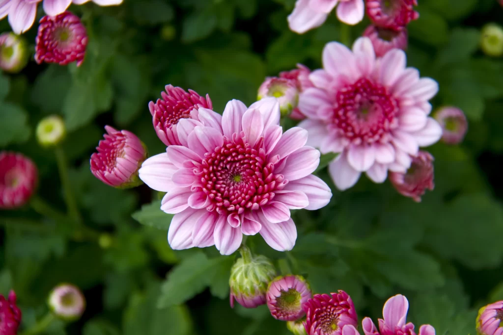 Pink Chrysanthemum Bloom Petals gray Garden