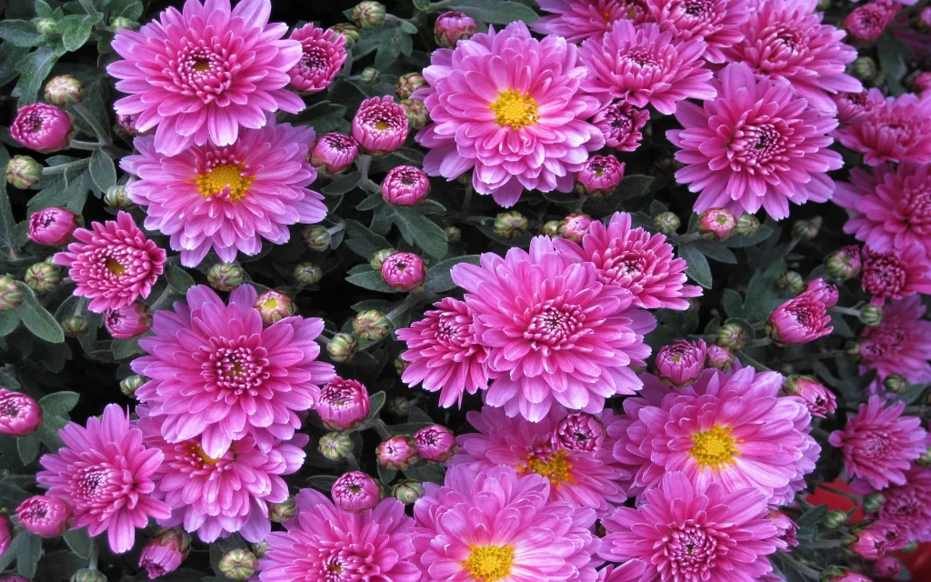 Pink Chrysanthemum Bloom Petals Yellow warm Center