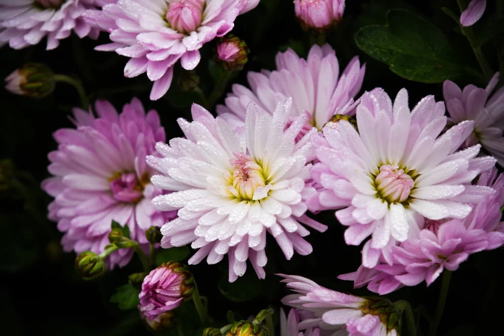 Pink Chrysanthemum Bloom Petals Dewdrops Dark gray Background
