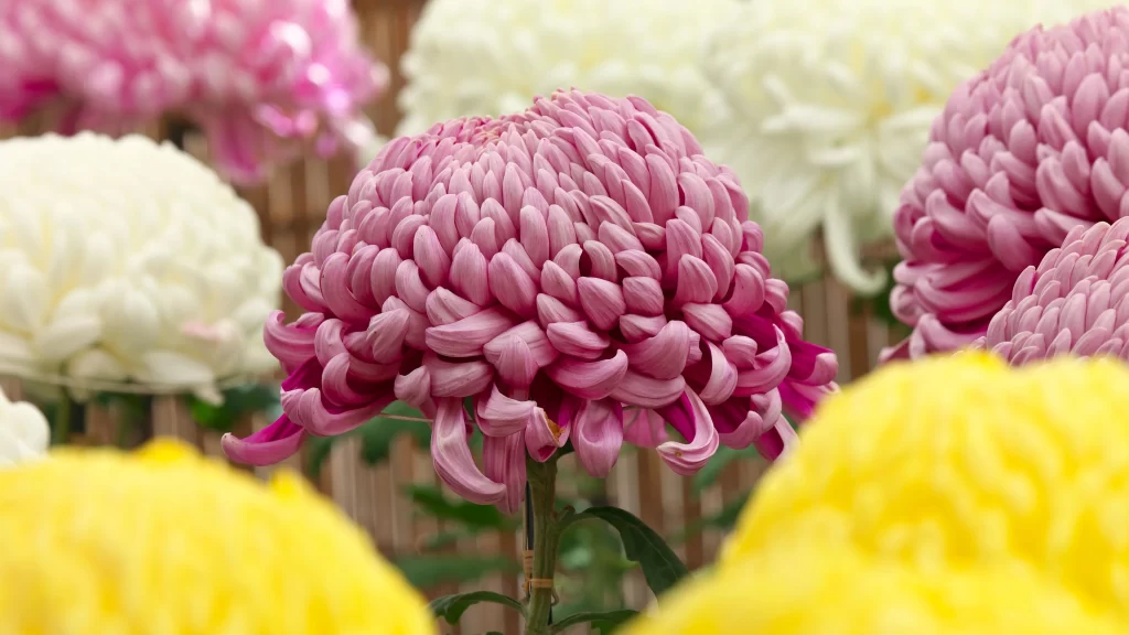 Pink Chrysanthemum Bloom Petals Yellow White