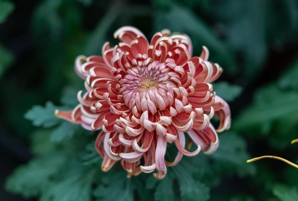 Pink Chrysanthemum Bloom Petals Curved Edges Dark Green Leaves