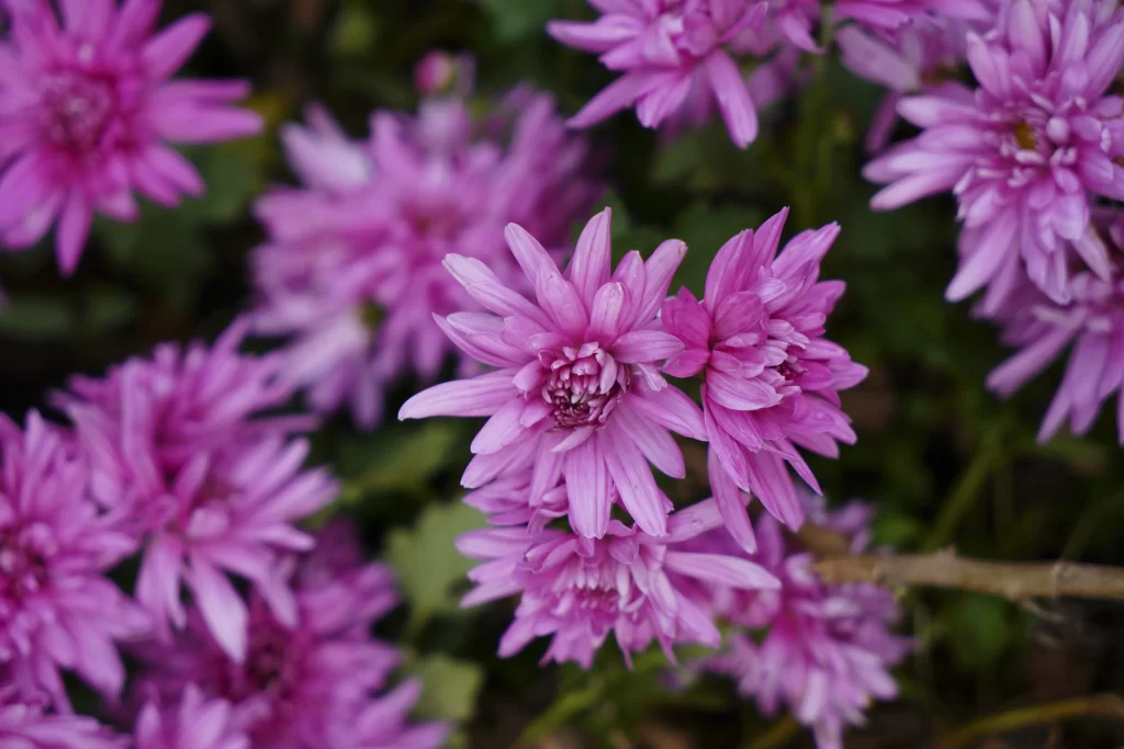 Pink Chrysanthemum Bloom Petals Dense warm Cluster