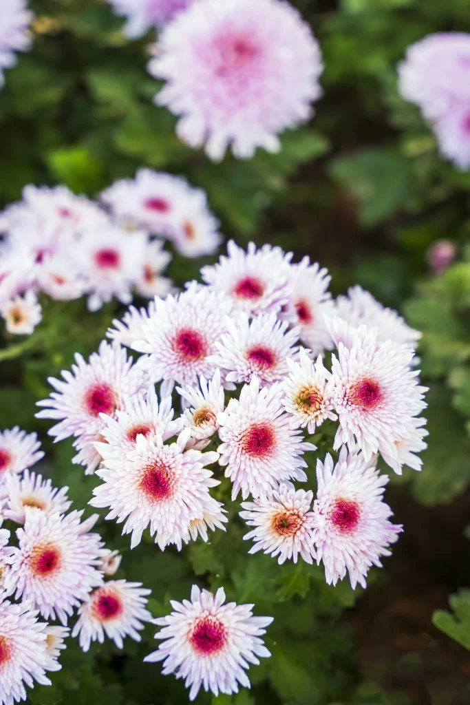 Pink Chrysanthemum Bloom Petals gray Garden