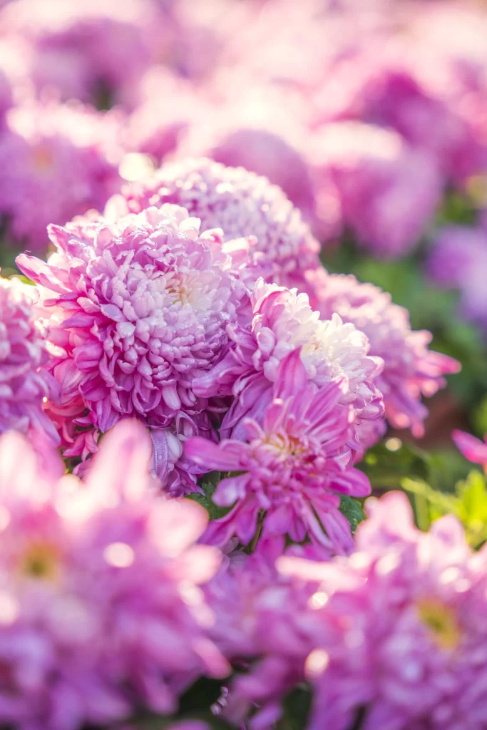 Pink Chrysanthemum Bloom Petals warm Garden