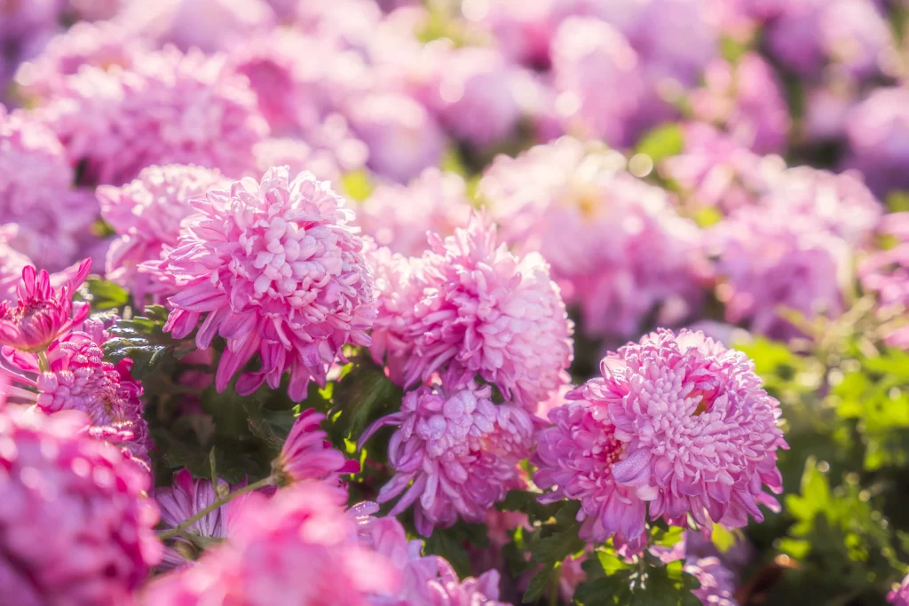 Pink Chrysanthemum Bloom Petals warm Garden