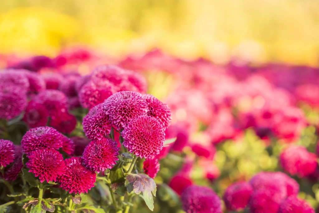 Pink Chrysanthemum Bloom Petals Dense warm Sunlight