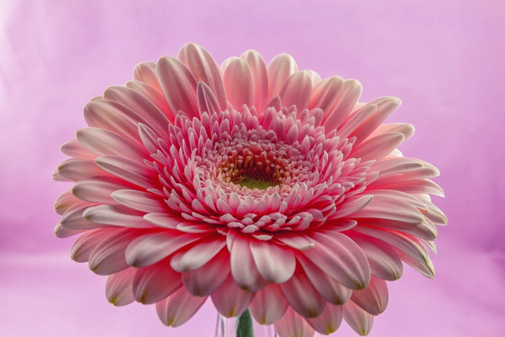 Pink Chrysanthemum Bloom Petals Layered warm Center