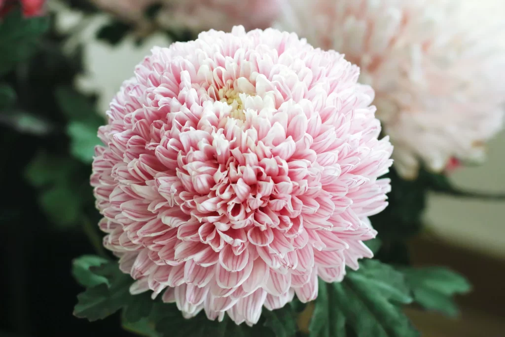 Pink Chrysanthemum Bloom Petals Rounded Dense
