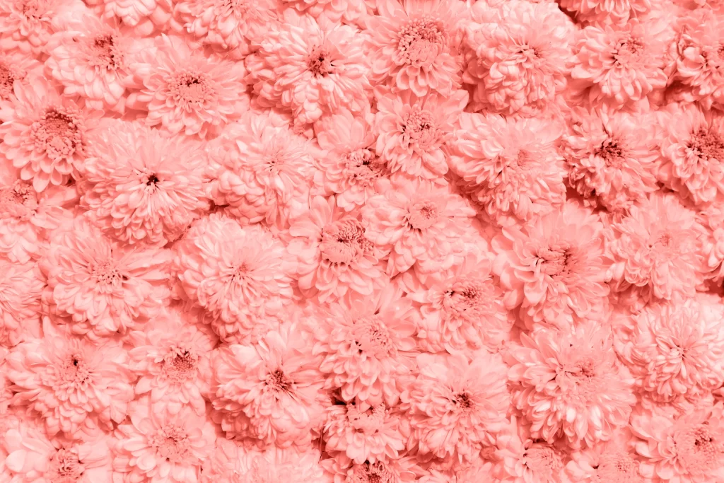 Pink Chrysanthemum Bloom Petals warm Dense