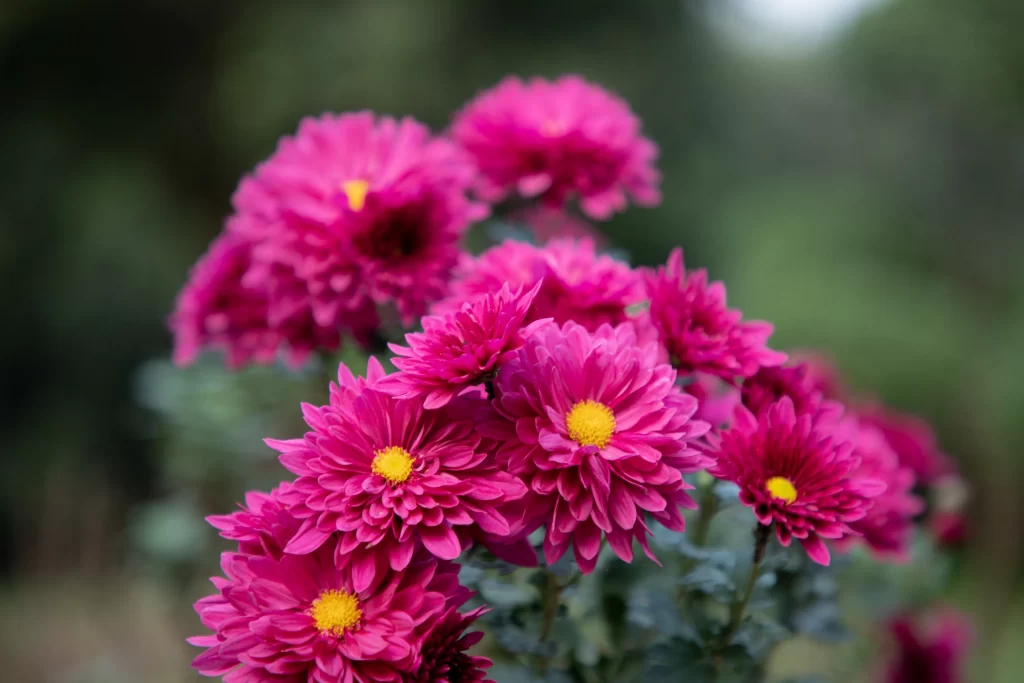 Pink Chrysanthemum Bloom Petals Yellow warm Center