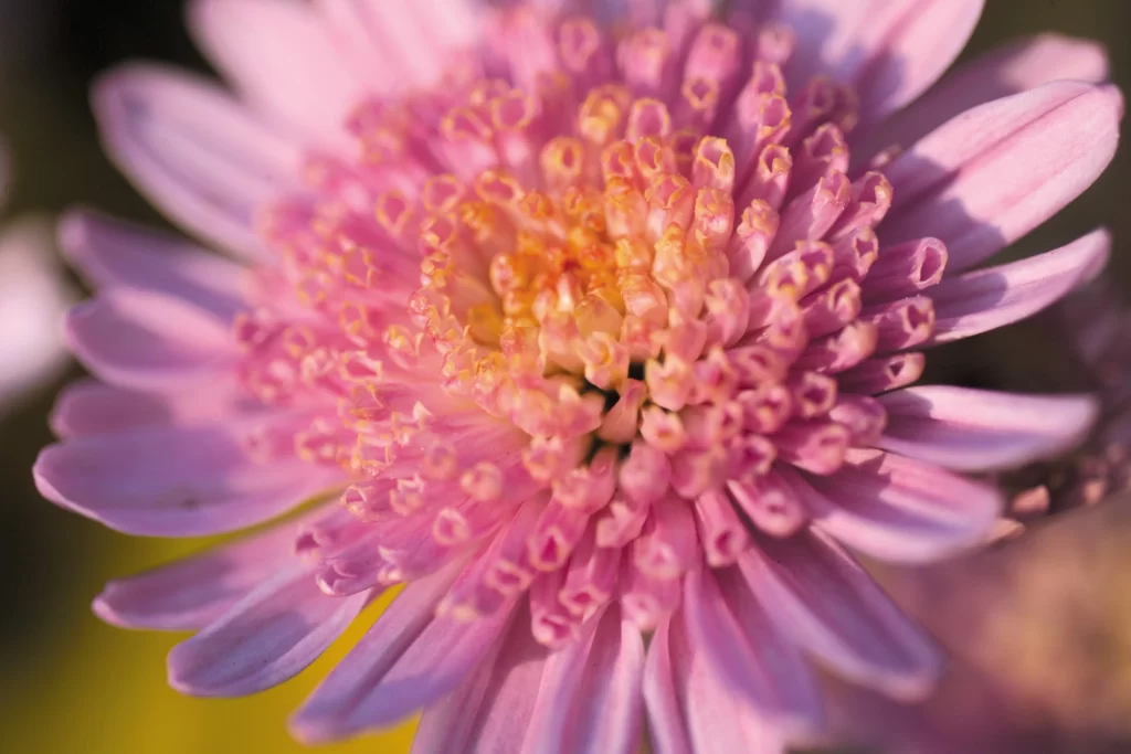 Pink Chrysanthemum Bloom Petals Yellow warm Center