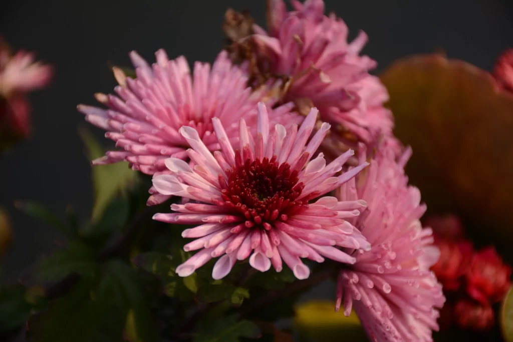 Pink Chrysanthemum Bloom Petals Dewdrops Dark warm Background