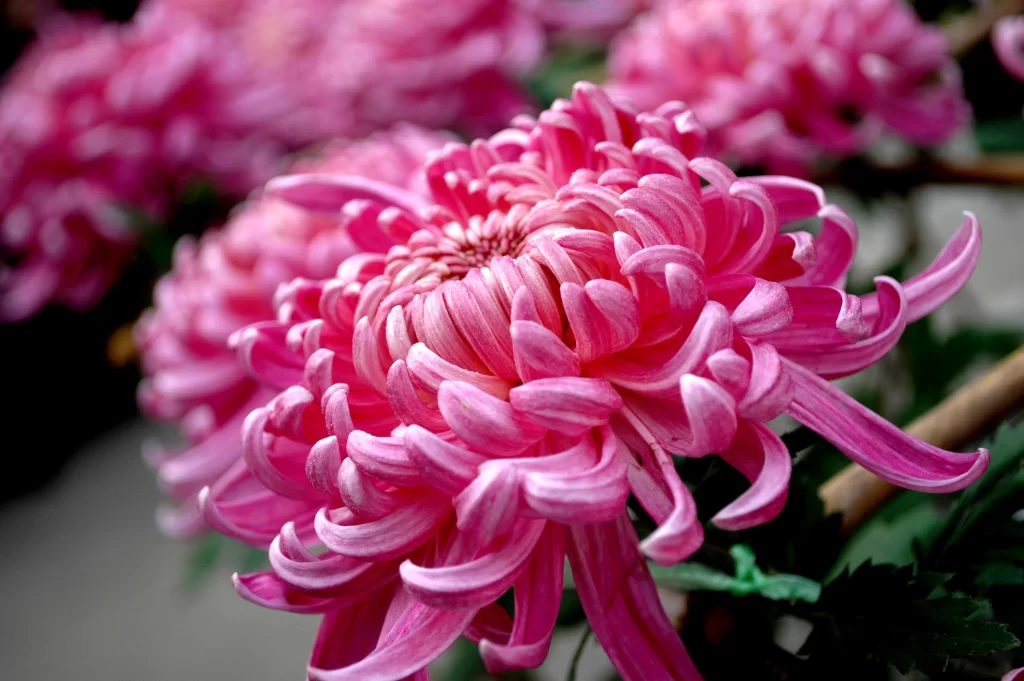 Pink Chrysanthemum Bloom Petals Curved Dense