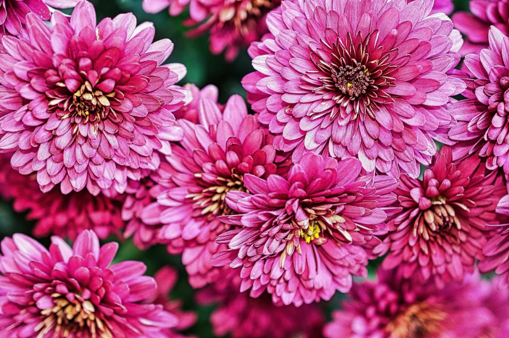 Pink Chrysanthemum Bloom Petals Dense warm Layered