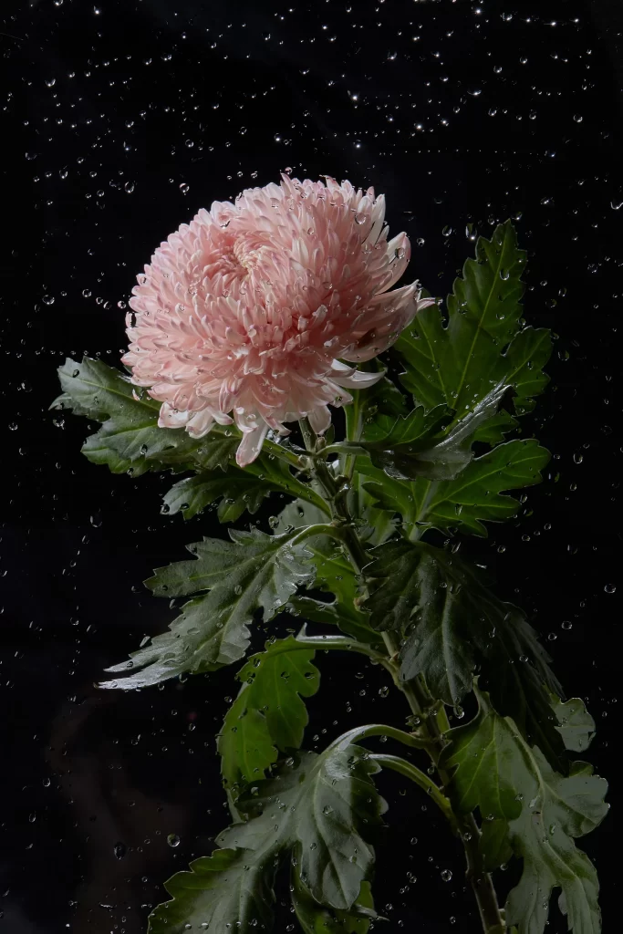 Pink Chrysanthemum Bloom Petals Dewdrops Dark Background