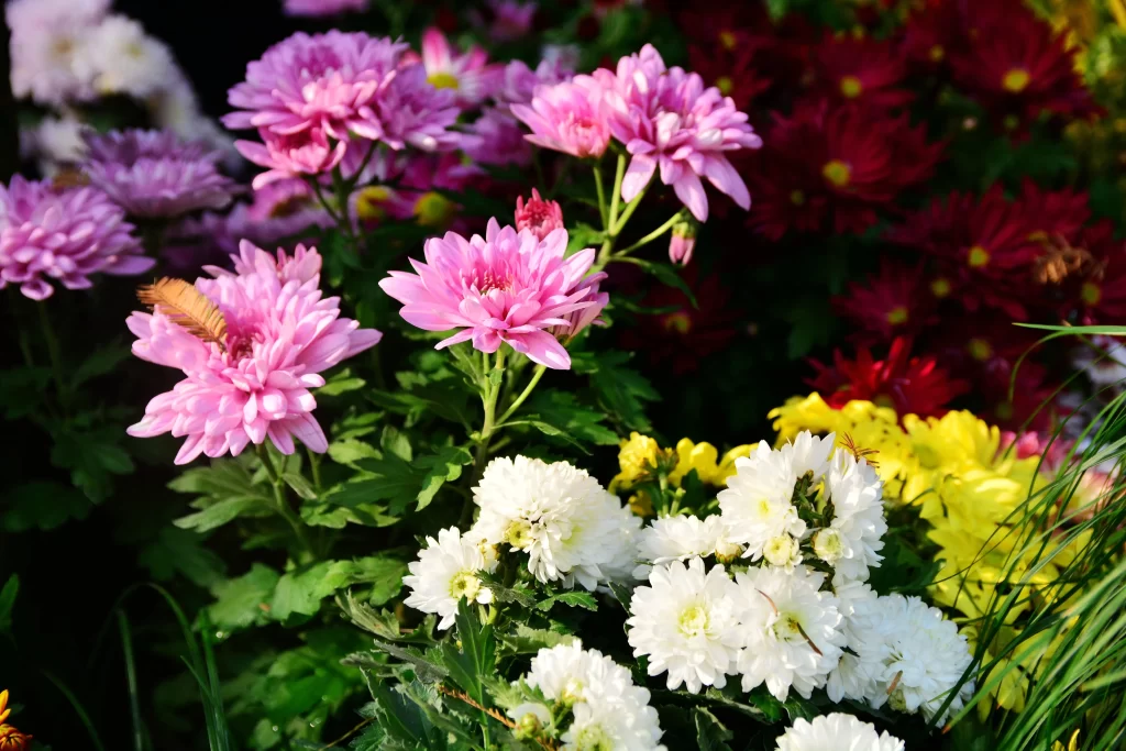 Pink Chrysanthemum Bloom Petals gray Garden