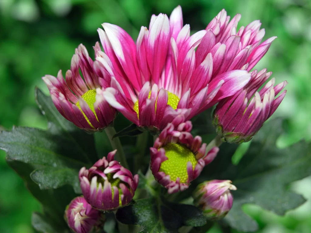 Pink Chrysanthemum Bloom Petals Yellow Center Green gray Leaves