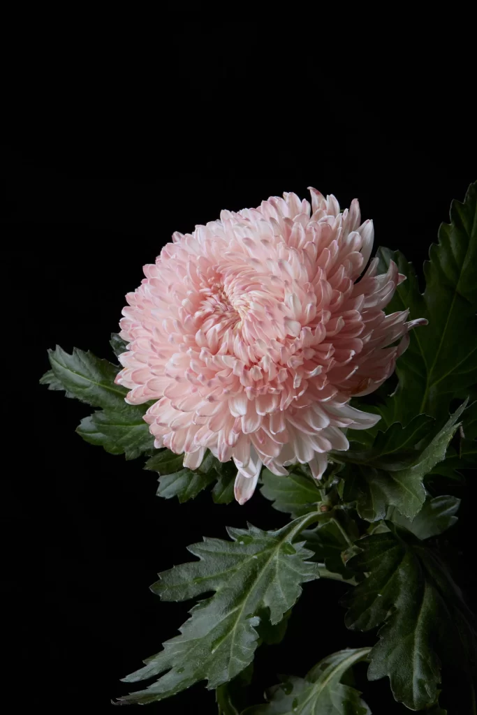 Pink Chrysanthemum Bloom Petals Dark Background