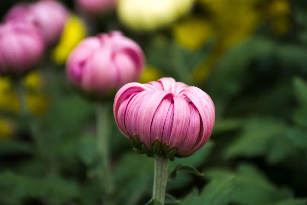 Pink Chrysanthemum Bloom Petals gray Garden