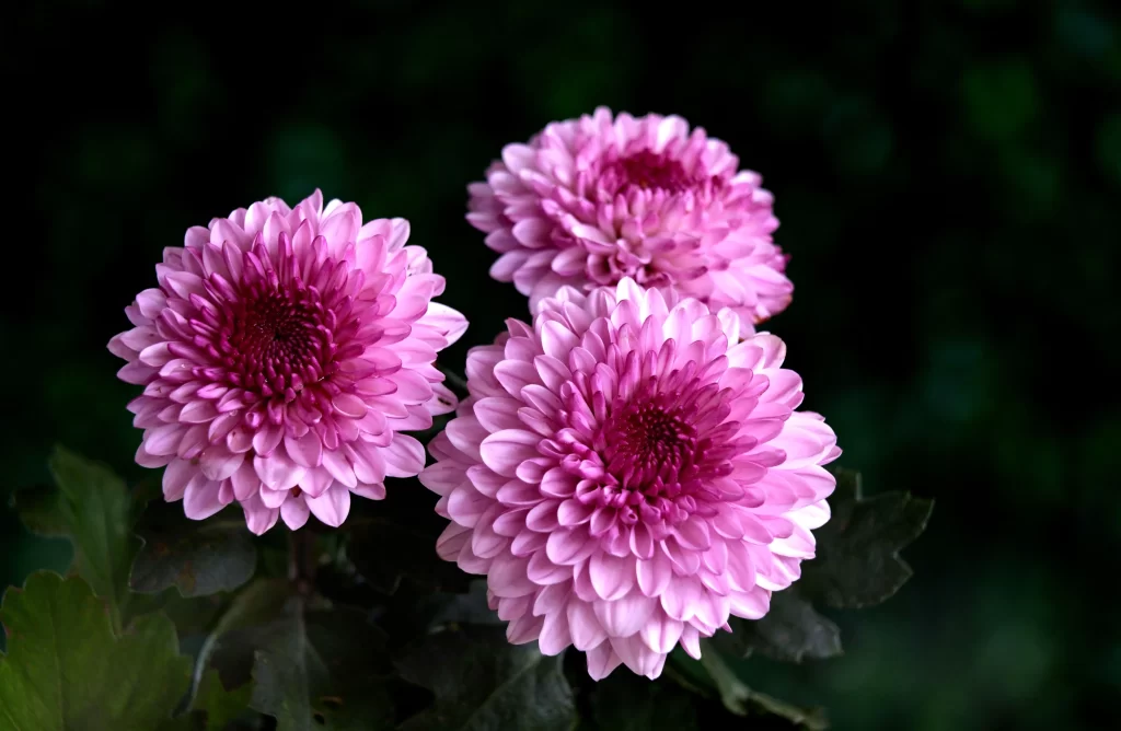 Pink Chrysanthemum Bloom Petals Dark gray Background