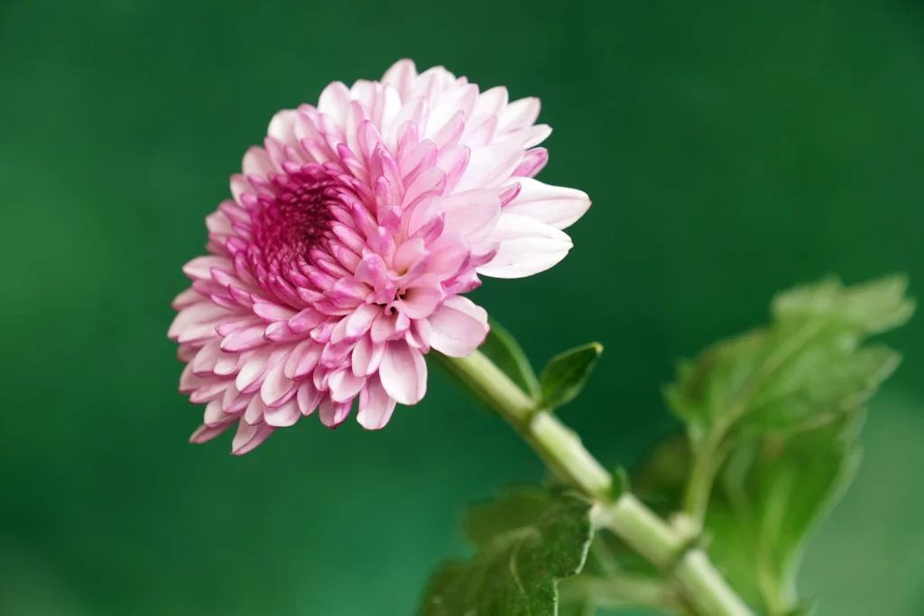 Pink Chrysanthemum Bloom Petals Green Background