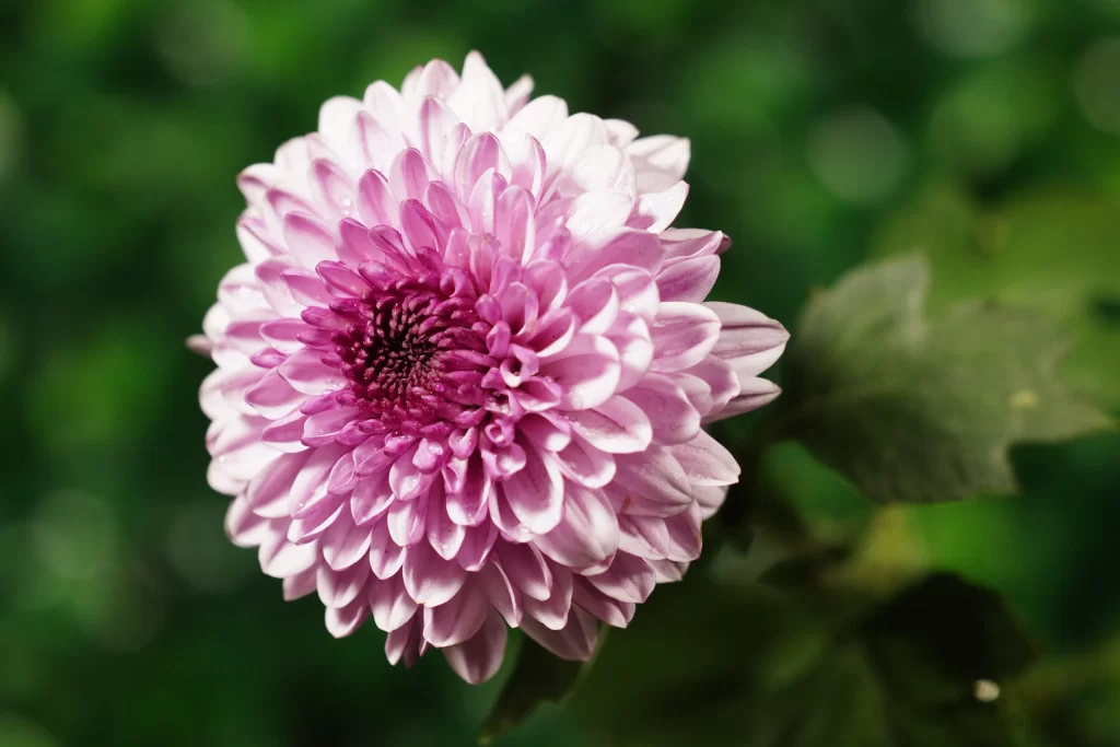 Pink Chrysanthemum Bloom Petals gray Garden