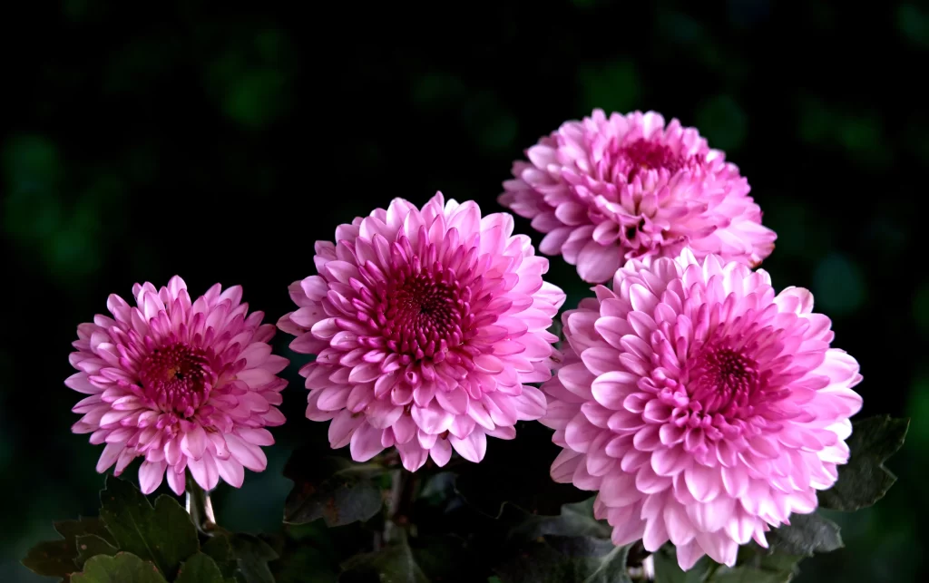 Pink Chrysanthemum Bloom Petals Dark warm Background