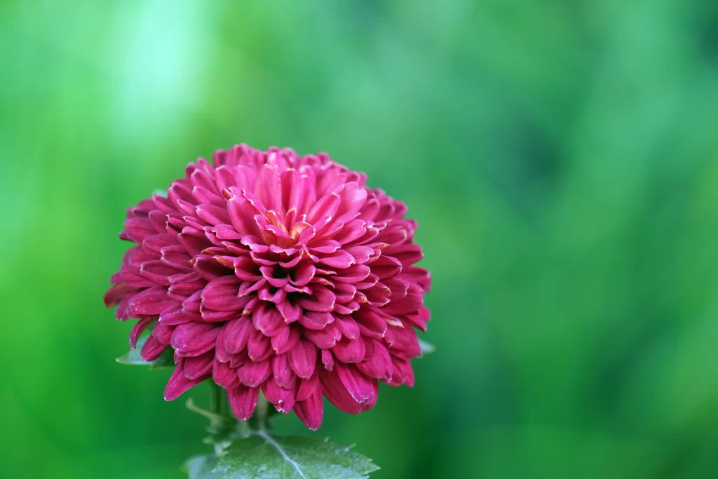 Pink Chrysanthemum Bloom Petals Dense cool Rounded