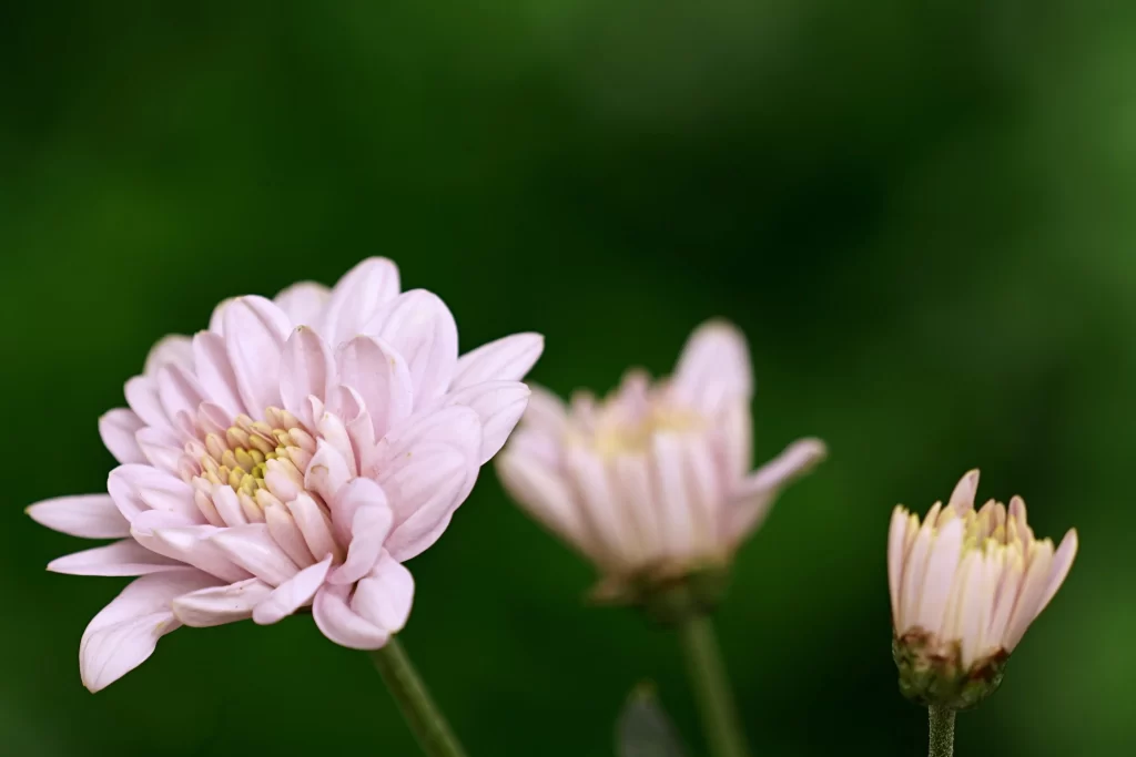 Pink Chrysanthemum Bloom Petals Yellow warm Center