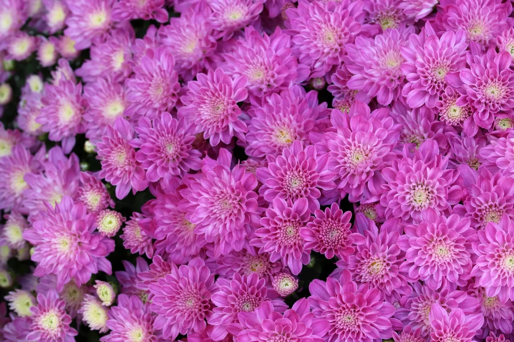 Pink Chrysanthemum Bloom Petals Dense warm Cluster