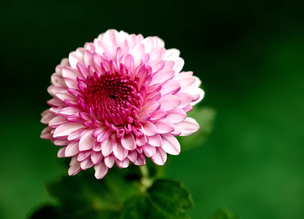 Pink Chrysanthemum Bloom Petals gray Garden